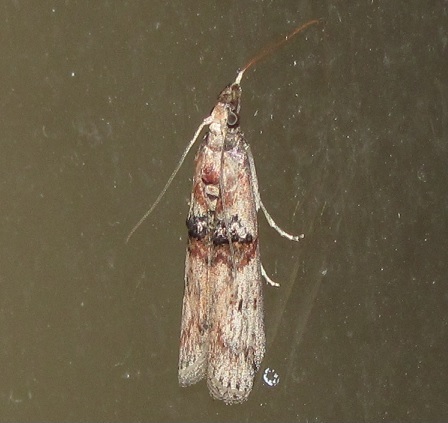 Nephopterix angustella (Pyralidae)? Si